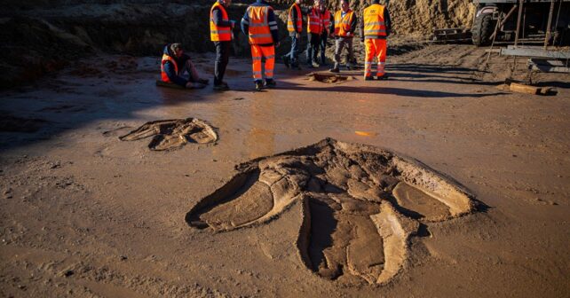 Des empreintes de dinosaures théropodes mises au jour sur un chantier près de Cahors