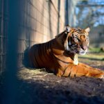 En 1936 le tout dernier tigre de Tasmanie sʼéteignait dans un zoo filmé sans quʼon sache que cʼétait la fin