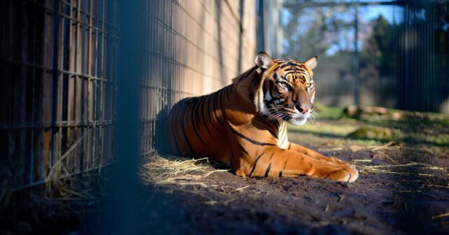 En 1936 le tout dernier tigre de Tasmanie sʼéteignait dans un zoo filmé sans quʼon sache que cʼétait la fin
