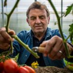 Faut-il vraiment couper les gourmands des tomates ce que font les maraîchers va en surprendre plus dʼun