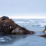 Il y a 4000 ans le dernier mammouth laineux sʼéteignait sur une île de lʼArctique bien après les pyramides