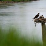 Le balbuzard pêcheur recommence à nicher en bord de Loire après des décennies dʼabsence