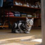 Le chat mascotte du magasin disparaît avec une cliente puis revient comme si de rien nʼétait
