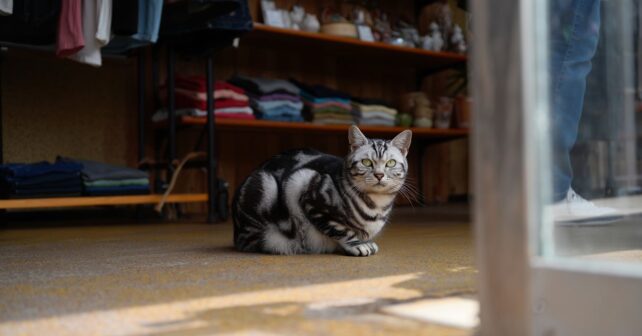 Le chat mascotte du magasin disparaît avec une cliente puis revient comme si de rien nʼétait