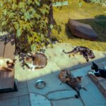 Les 5 races de chats qui supportent le mieux la chaleur quand lʼété devient étouffant