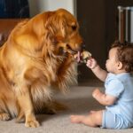Les 5 races de chiens les plus douces avec les bébés et celles à éviter absolument
