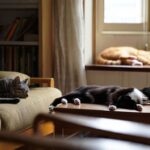 Les 6 races de chats qui réclament le moins dʼattention quand on travaille toute la journée