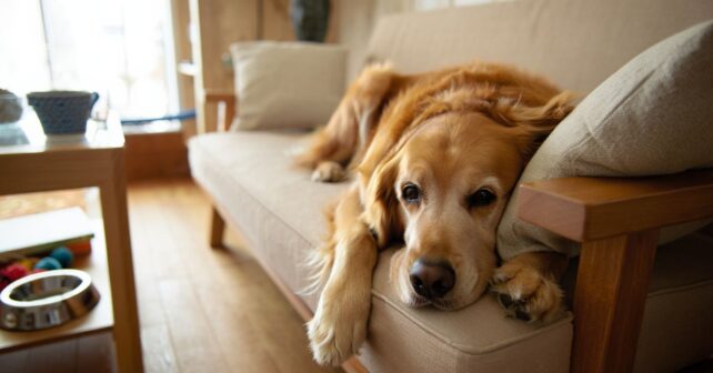 Les 6 races de chiens qui peuvent rester seules toute la journée sans détruire la maison