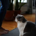 Les 7 races de chats qui ne demandent presque aucun entretien parfaites quand on nʼa pas le temps