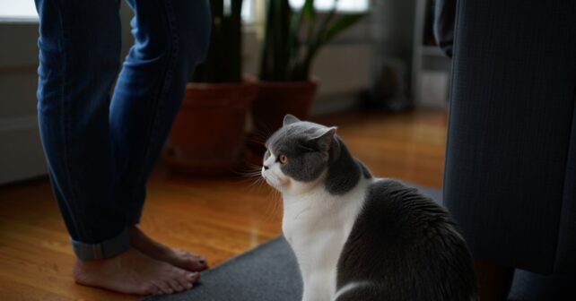 Les 7 races de chats qui ne demandent presque aucun entretien parfaites quand on nʼa pas le temps