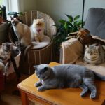 Les 8 races de chats qui vivent le plus longtemps idéales quand on veut un compagnon pour la vie