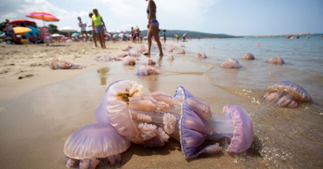 Les plages de la Costa Brava envahies par des méduses géantes lʼEspagne en alerte