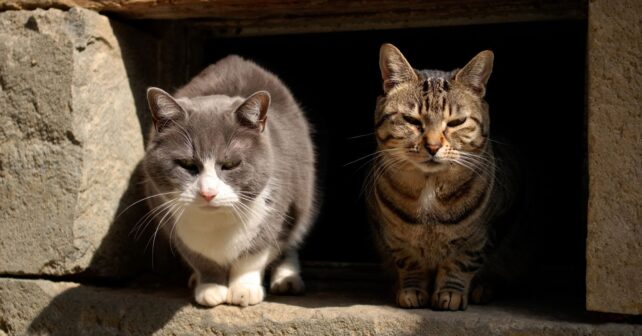 Mimosa et Pistache deux chattes âgées inséparables cherchent un foyer commun dans le Finistère