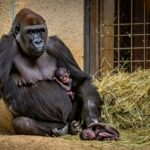Naé la femelle gorille donne naissance à des jumeaux une première dans ce parc animalier du Nord