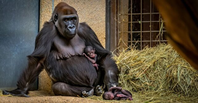 Naé la femelle gorille donne naissance à des jumeaux une première dans ce parc animalier du Nord