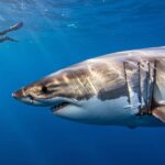 On les croit redoutables mais les requins tuent en réalité bien moins de monde quʼon ne le pense chaque année