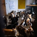 Plus de 200 chats à adopter pour un euro avant la fermeture dʼun élevage du Maine-et-Loire
