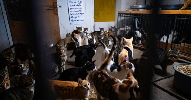 Plus de 200 chats à adopter pour un euro avant la fermeture dʼun élevage du Maine-et-Loire