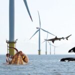 Poulpes requins et orques pourquoi ils se rassemblent tous autour de ce parc éolien en mer du Nord