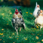 Pourquoi choisir d&rsquo;élever des poules de races anciennes ?