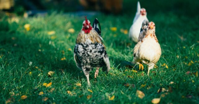 Pourquoi choisir d'élever des poules de races anciennes ?
