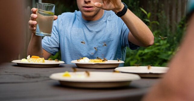 Pourquoi il y a autant de guêpes cet été et lʼastuce toute bête que personne nʼutilise pour les éloigner de la table