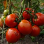 Pourquoi le dessous de vos tomates devient noir en plein été et pourquoi ce nʼest pas une maladie
