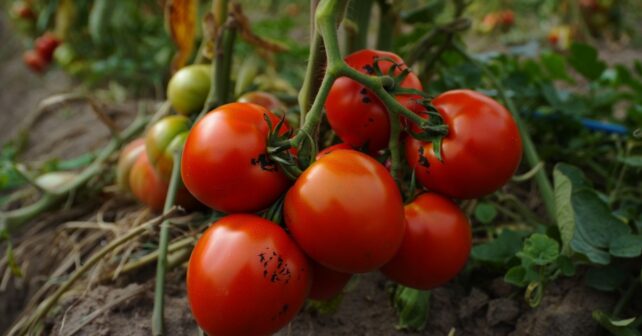 Pourquoi le dessous de vos tomates devient noir en plein été et pourquoi ce nʼest pas une maladie