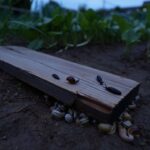 Pourquoi les maraîchers posent une simple planche sur la terre la nuit pour faire disparaître les limaces