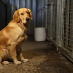 Quel est le prix dʼun Golden Retriever chez un éleveur ? Budget réel à prévoir chaque mois