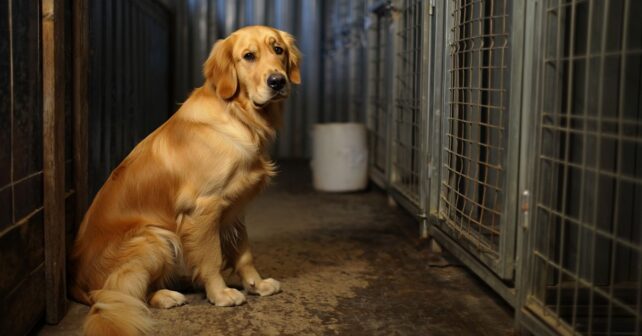 Quel est le prix dʼun Golden Retriever chez un éleveur ? Budget réel à prévoir chaque mois