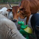 Saurez-vous retrouver lʼintrus parmi ces animaux en moins de 20 secondes