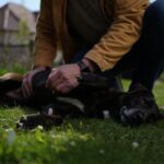 Tiques : pourquoi avril est le mois où votre chien risque le plus dʼattraper la maladie de Lyme