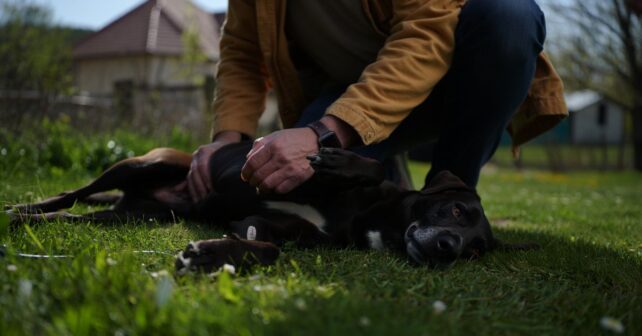 Tiques : pourquoi avril est le mois où votre chien risque le plus dʼattraper la maladie de Lyme