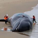 Un cachalot de 12 mètres sʼéchoue sur une plage de Loire-Atlantique un important dispositif déployé