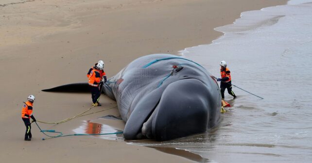 Un cachalot de 12 mètres sʼéchoue sur une plage de Loire-Atlantique un important dispositif déployé