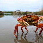 Un crabe venu dʼAsie envahit la Camargue et inquiète sérieusement les pêcheurs