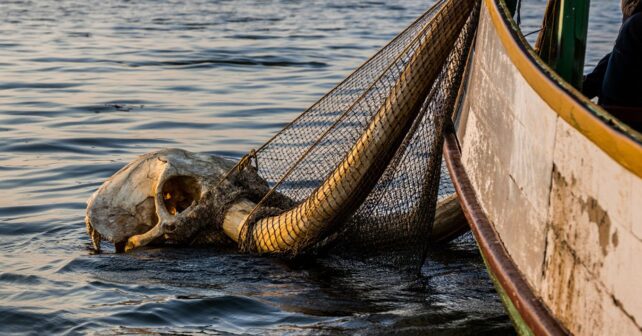 Un crâne de mammouth remonté par hasard dans le filet dʼun pêcheur au large de la Charente