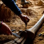 Un fémur de dinosaure de deux mètres exhumé dans une carrière du Jura intrigue les paléontologues