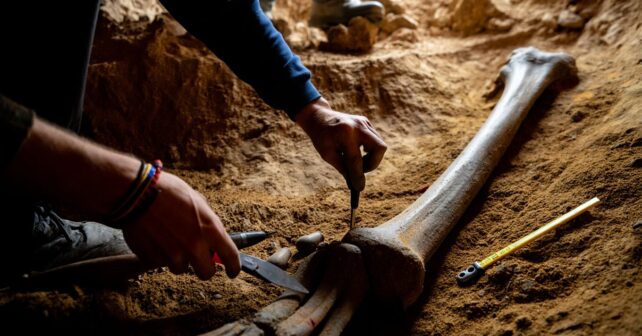 Un fémur de dinosaure de deux mètres exhumé dans une carrière du Jura intrigue les paléontologues