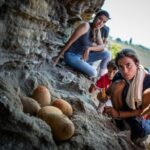 Un nid dʼœufs de dinosaures vieux de 70 millions dʼannées dégagé par des bénévoles dans lʼHérault