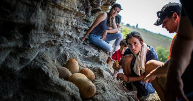 Un nid dʼœufs de dinosaures vieux de 70 millions dʼannées dégagé par des bénévoles dans lʼHérault