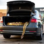 Un python royal découvert dans le coffre dʼune voiture sur le parking dʼun supermarché de lʼHérault