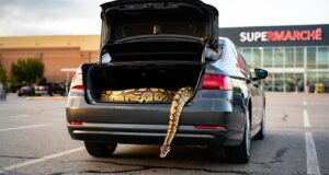 Un python royal découvert dans le coffre dʼune voiture sur le parking dʼun supermarché de lʼHérault