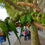 Une colonie de perruches vertes sʼinstalle en plein centre-ville de Montpellier et intrigue les habitants