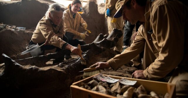 Une espèce de dinosaure carnivore encore inconnue identifiée à partir dʼossements trouvés en Charente