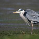 Une grue cendrée baguée il y a 27 ans repérée dans les Landes les ornithologues stupéfaitsYou said: Cʼest quoi la répartition ?