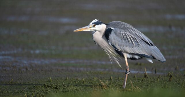 Une grue cendrée baguée il y a 27 ans repérée dans les Landes les ornithologues stupéfaitsYou said: Cʼest quoi la répartition ?