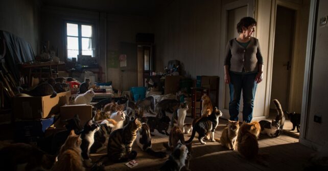 Une trentaine de chats récupérés dans un appartement insalubre du Pas-de-Calais la propriétaire convoquée