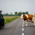 Une vache échappée dʼun abattoir sème la panique sur une route nationale de Saône-et-Loire avant dʼêtre rattrapée